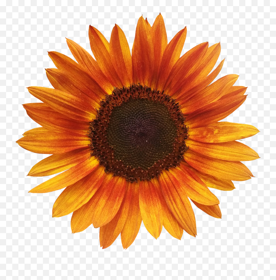 Orange Sunflowers Png U0026 Free Orange Sunflowerspng - Sunflower Tapestry Emoji,Transparent Sunflowers