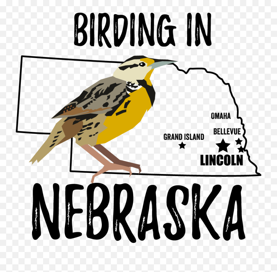 Birds In Nebraska - Bird Watching Academy Emoji,Nebraska Png