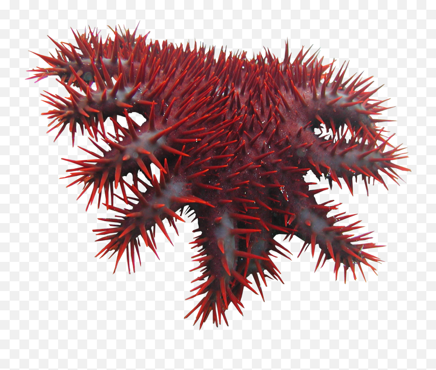 Download Hd Crown Thorns Png - Crown Of Thorns Starfish Transparent Background Emoji,Thorns Png