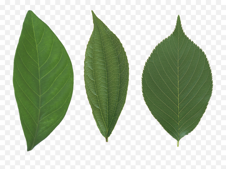 Green Leaf Png - Green Single Leaf Png Emoji,Green Leaves Png