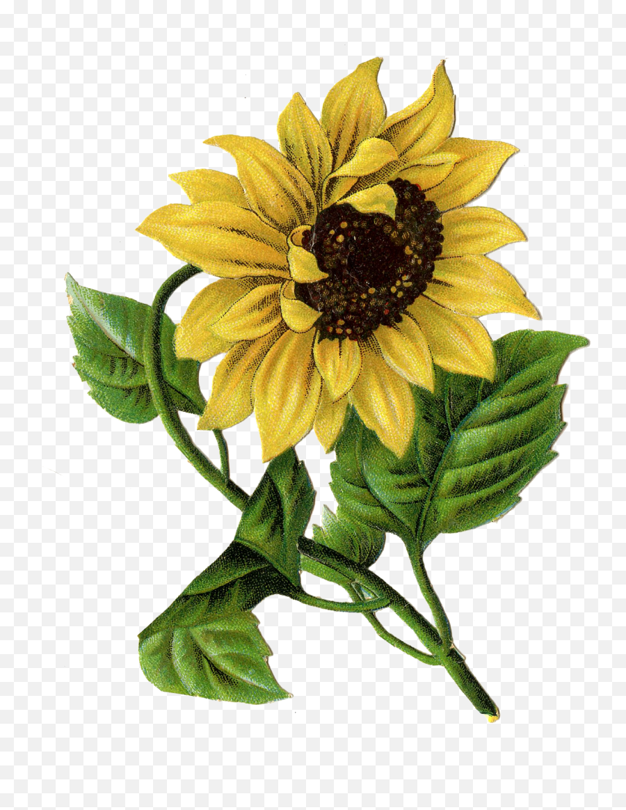 Sunflowers Png - Sunflowers Png Vintage Vintage Sunflower Vintage Sunflower Drawing Emoji,Sunflowers Png