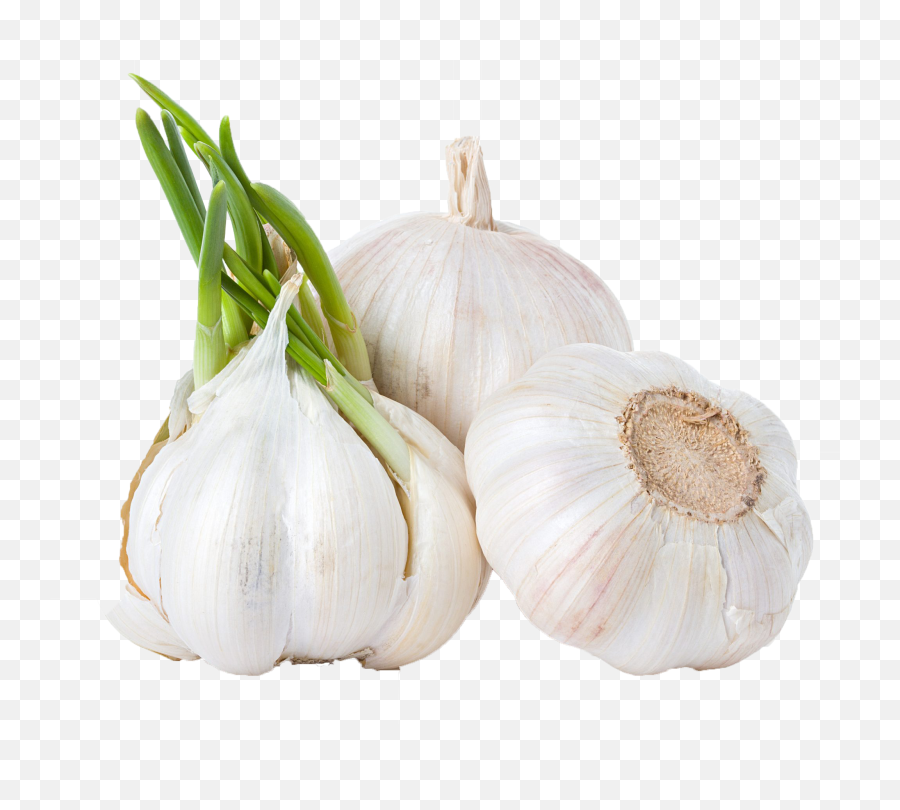 Download Garlic Png Background Clipart Emoji,Garlic Png
