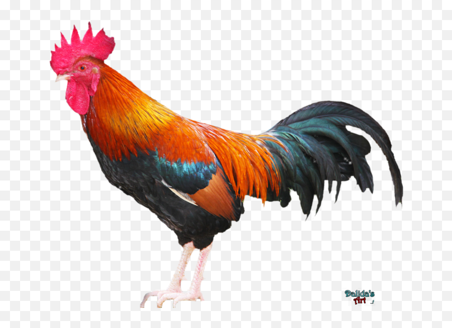 Rooster Png Download Image - Rooster Png Emoji,Rooster Png