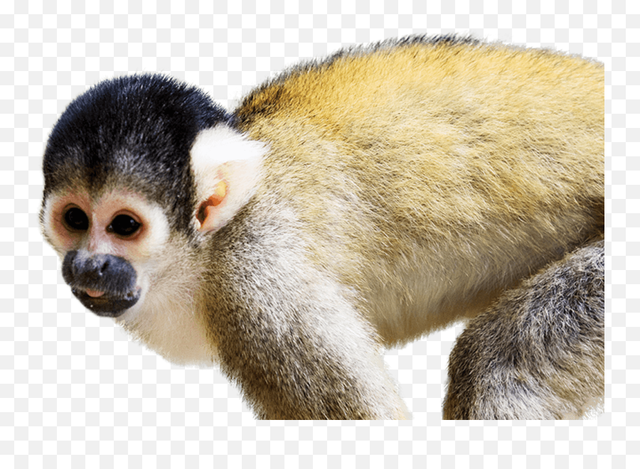 Squirrel Monkey National Zoo U0026 Aquarium - Squirrel Monkey Png Emoji,Monkey Transparent
