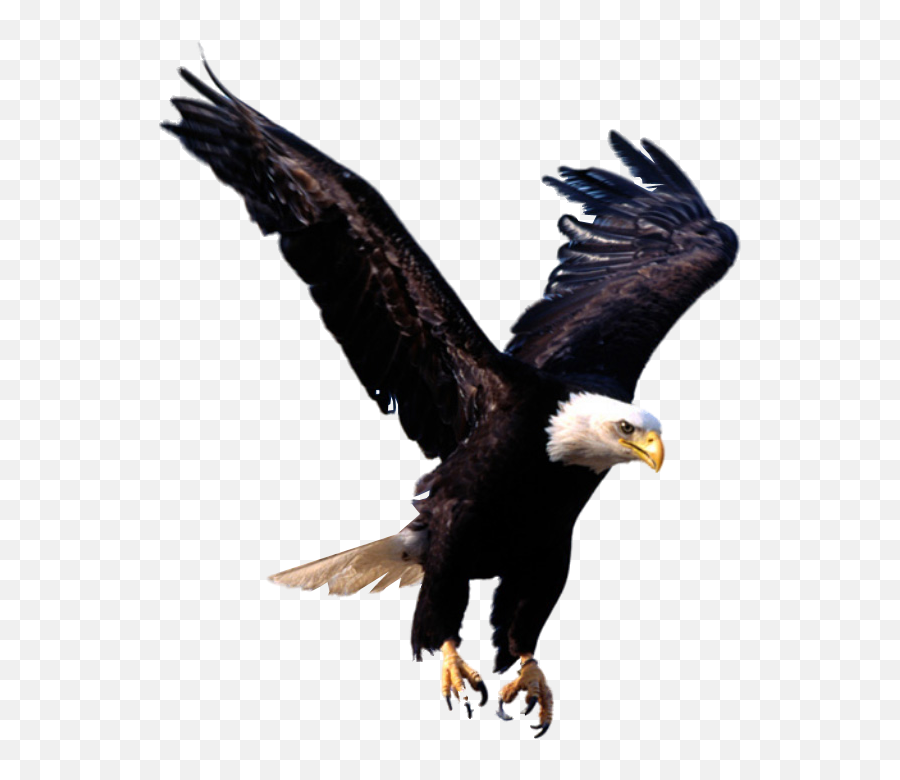 Bald Eagle Png Photos - Eagle Png Emoji,Bald Eagle Png