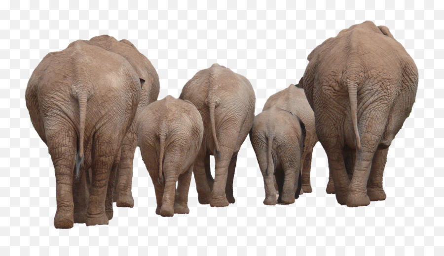 Elephant Png Image - Group Of Elephants Png Emoji,Elephant Png