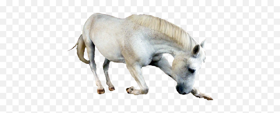 Horse Png Transparent Image Emoji,Mustang Horse Png