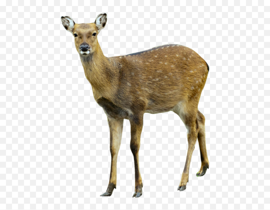 Deer Png Images - Musk Deer With White Background Emoji,Deer Png