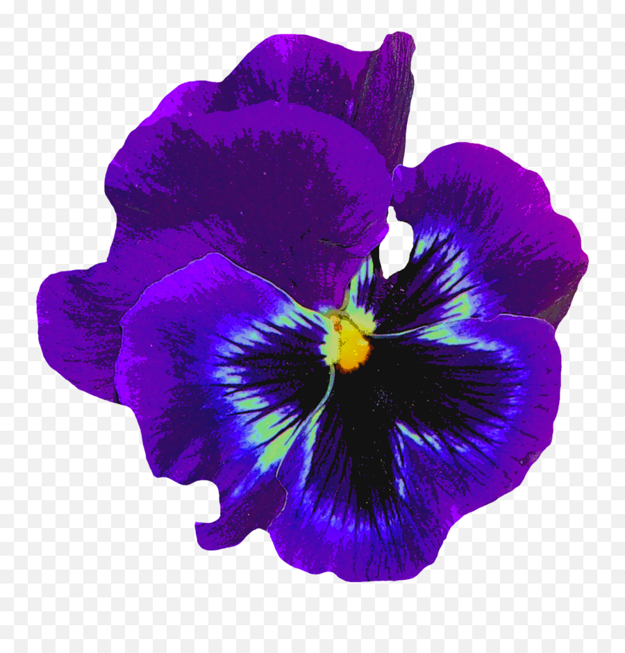 Pansy Blue Spring - Free Image On Pixabay Pansies Blue Emoji,Pansy Clipart