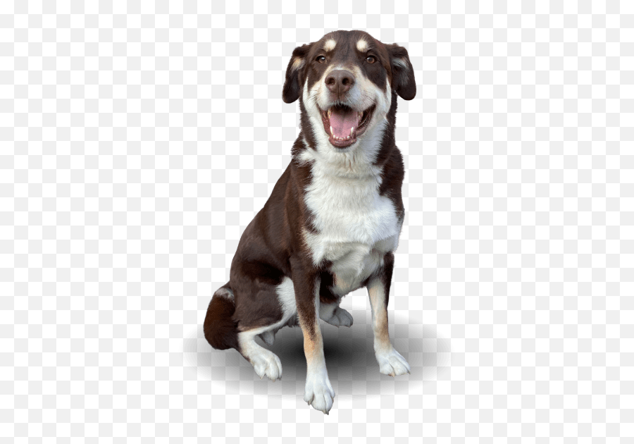 Services At Patriot Dog Training Sign Up Today Emoji,Doge Head Png