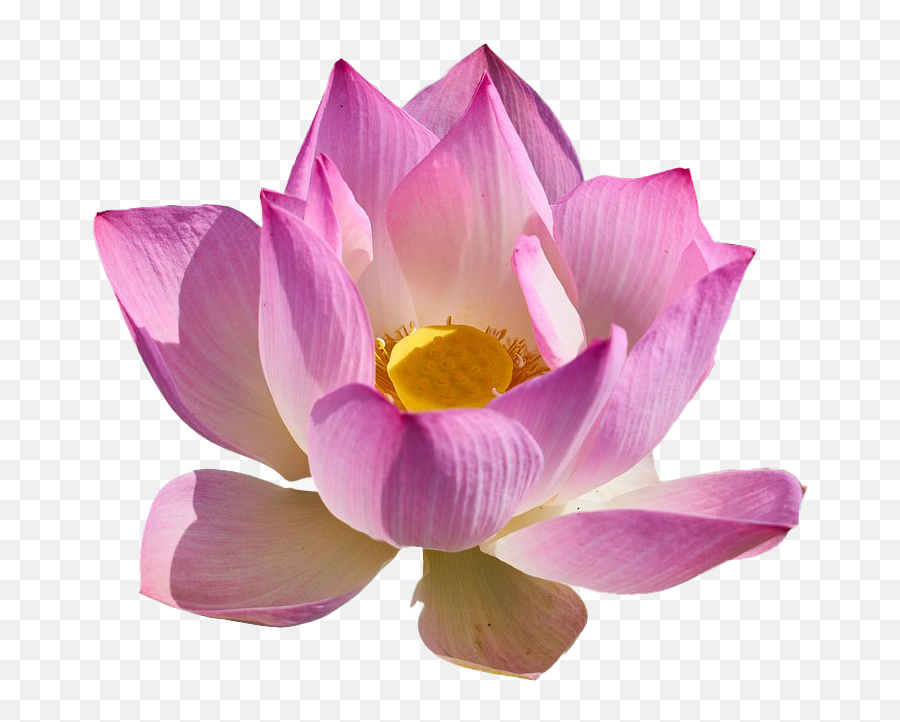 Lotus Flower Png Free Download - Real Lotus Flower Png Emoji,Lotus Flower Png