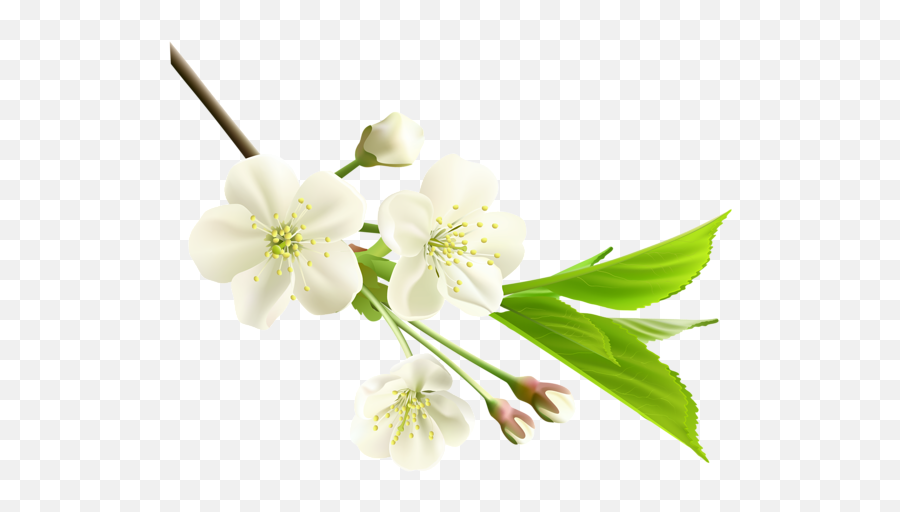 Spring Flower Png Photos - Pear Tree Flowers Png Emoji,Spring Png