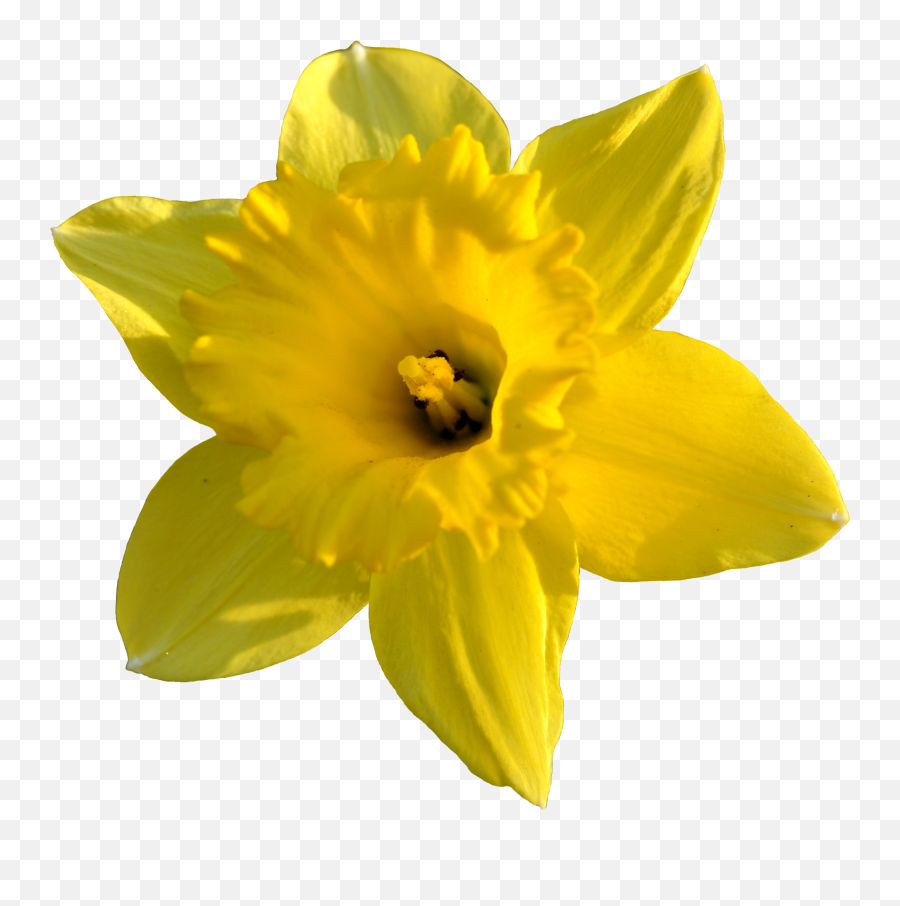 Free Daffodil Transparent Background - Transparent Background Daffodil Clipart Emoji,Daffodil Clipart