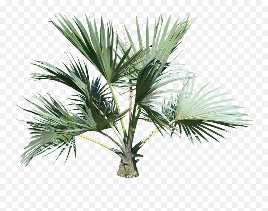 Palm Tree Png - Small Palm Tree Png Emoji,Tree Png