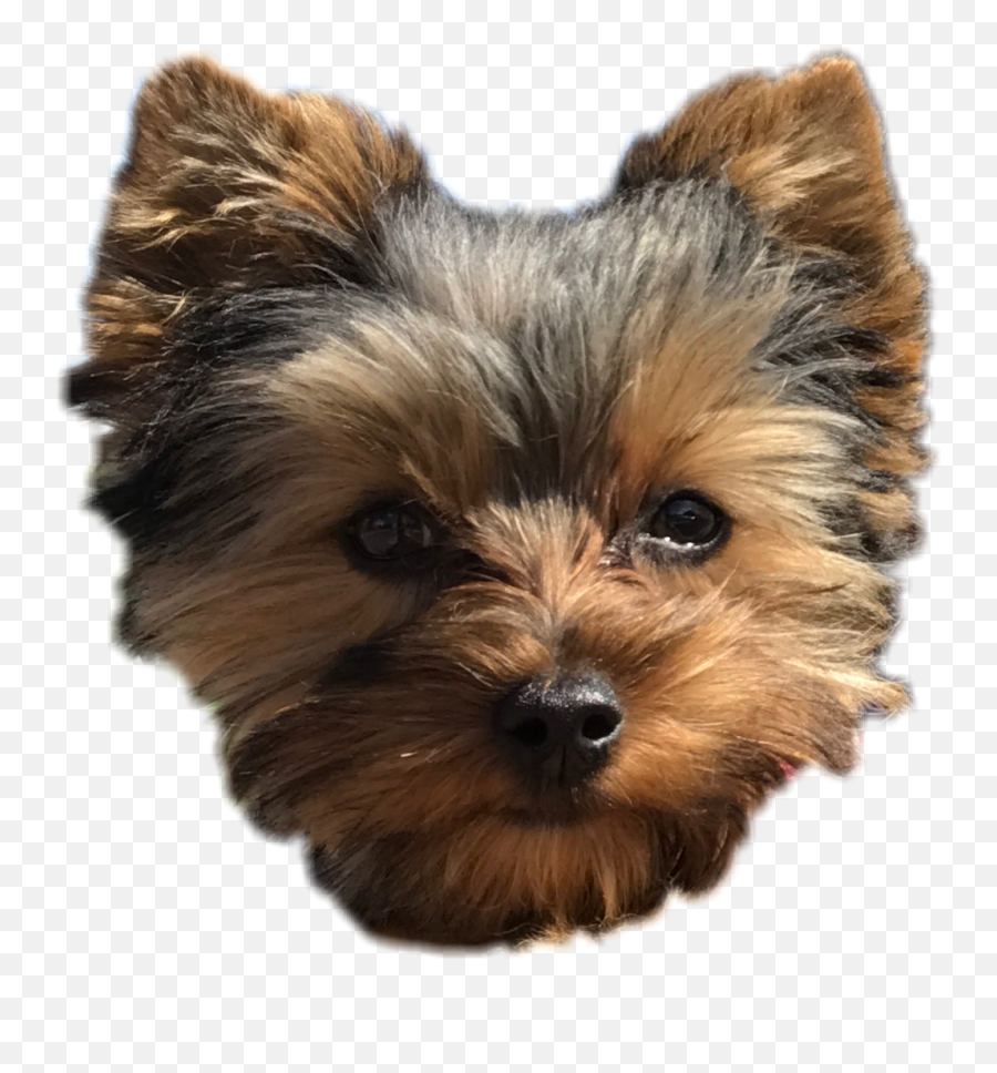Dog Clipart Yorkie Dog Yorkie Transparent Free For Download - Yorkie Head Png Emoji,Jojo Siwa Clipart