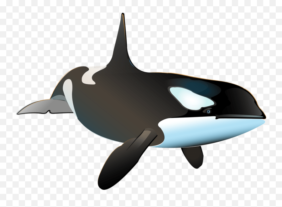 Killer Whale Inphography Domestika Emoji,Orca Whale Clipart