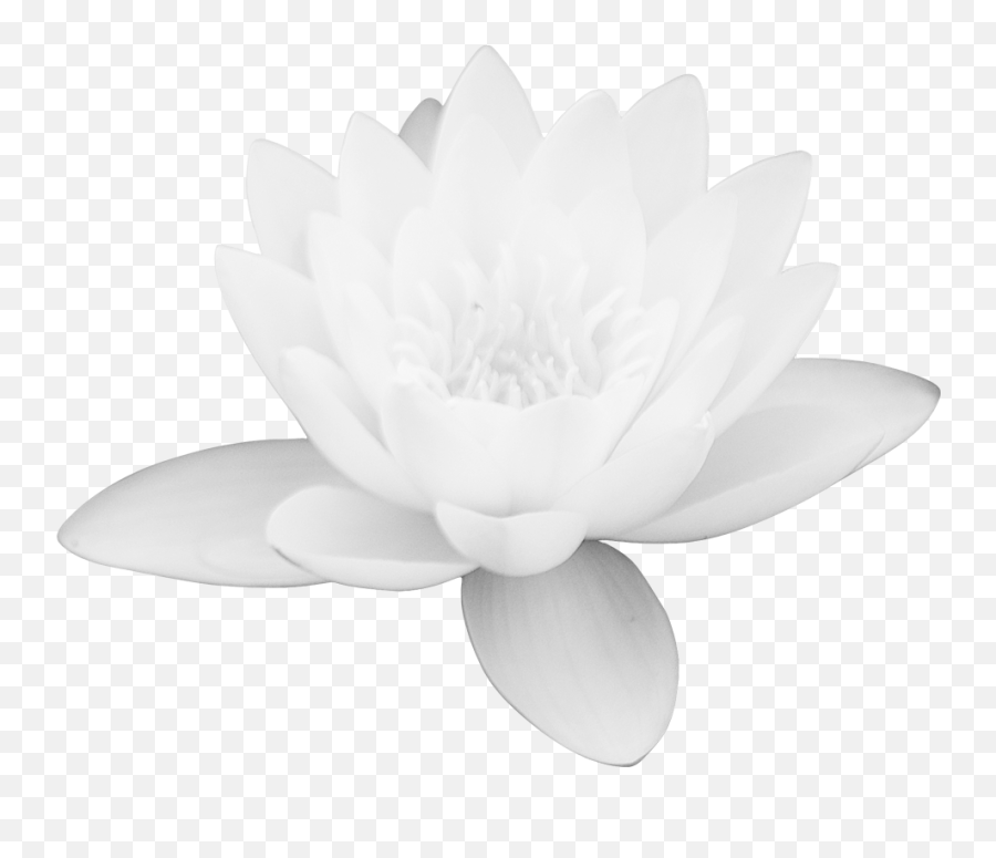 Download Lotus Flower Png Images Free - White Lotus Flower Images Download Emoji,Lotus Flower Png