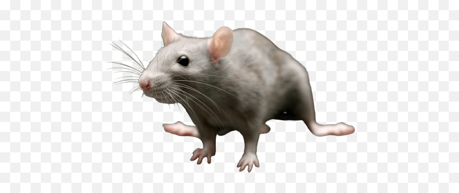 Best - Animal Figure Emoji,Rat Transparent Background