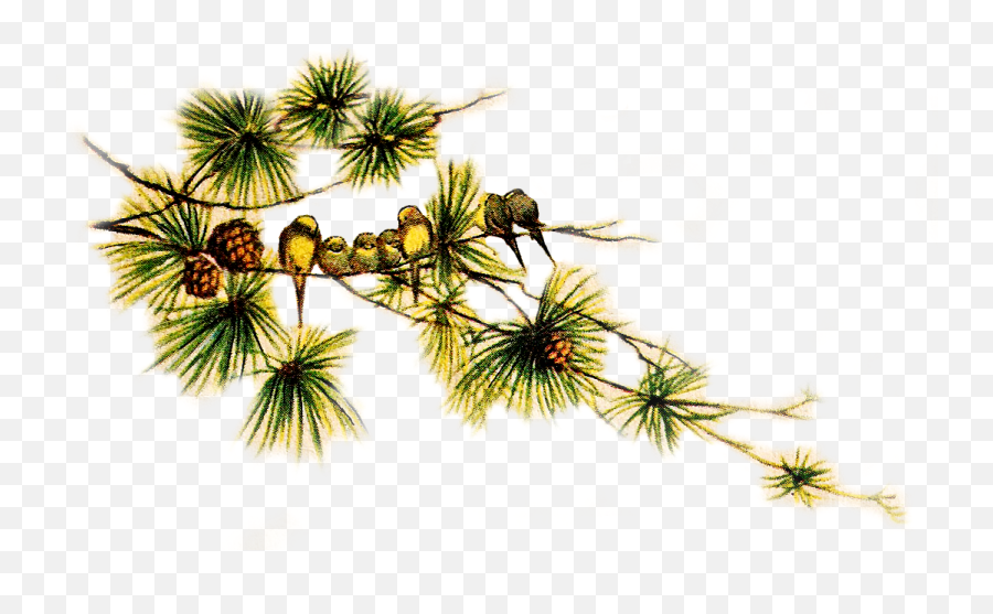 Collection Of Vintage Christmas Bird Clip - Vintage Pine Christmas Bird Free Clipart Emoji,Pine Cone Clipart
