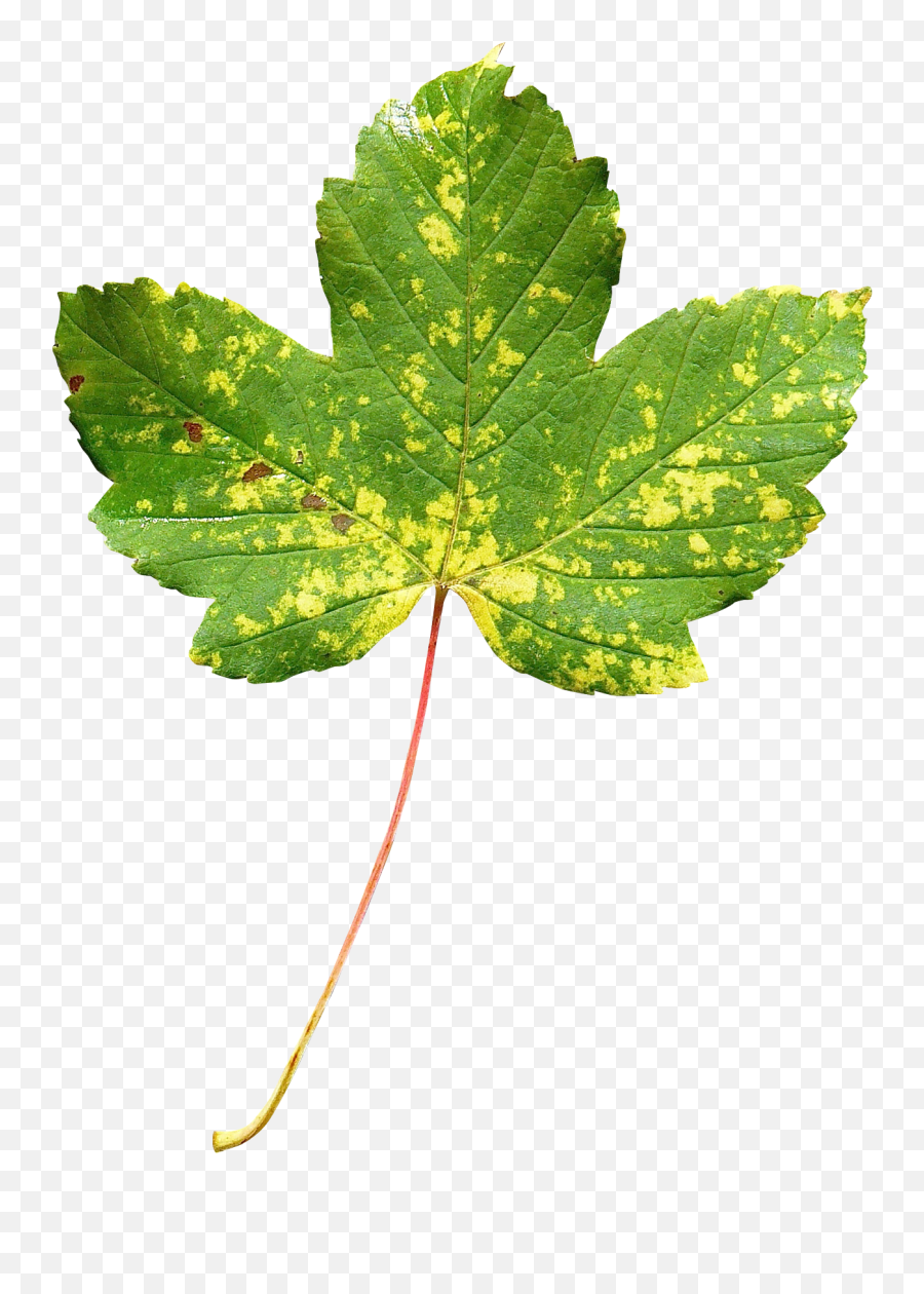 Maple Leaf Png Transparent Image - Maple Leaf Emoji,Transparent Leaves