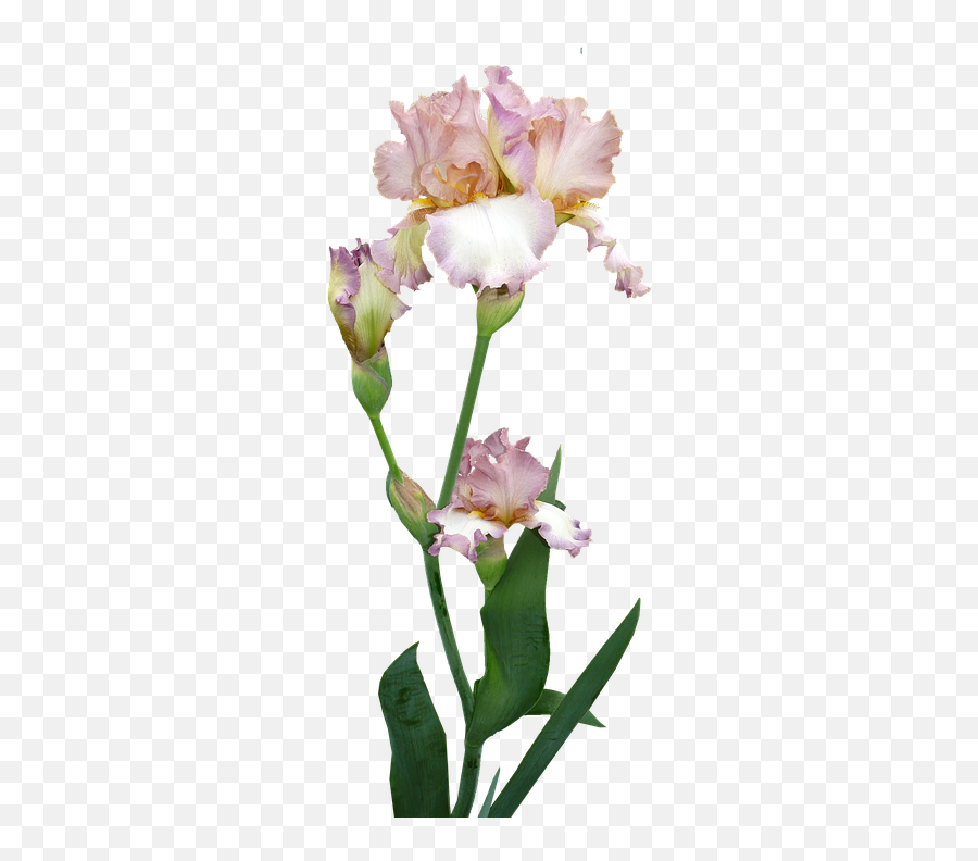Iris Plant Flower - Free Photo On Pixabay Emoji,Iris Flower Png