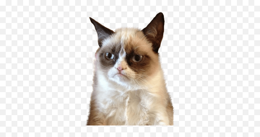 Grumpy Cat Upset Transparent Png Emoji,Grumpy Cat Clipart