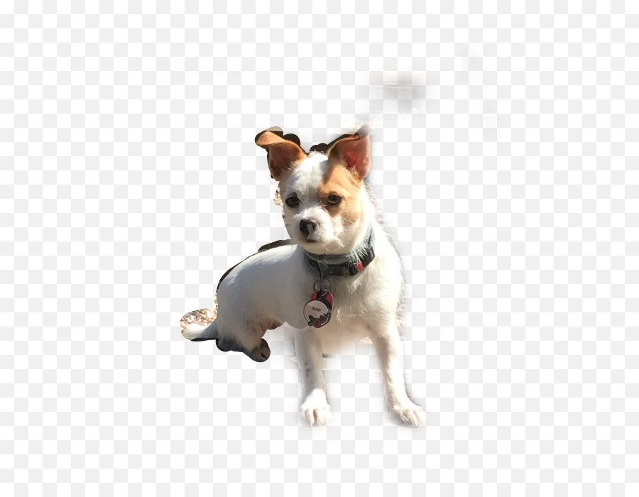 Dog Chichi Sticker By Emoji,Terrier Clipart