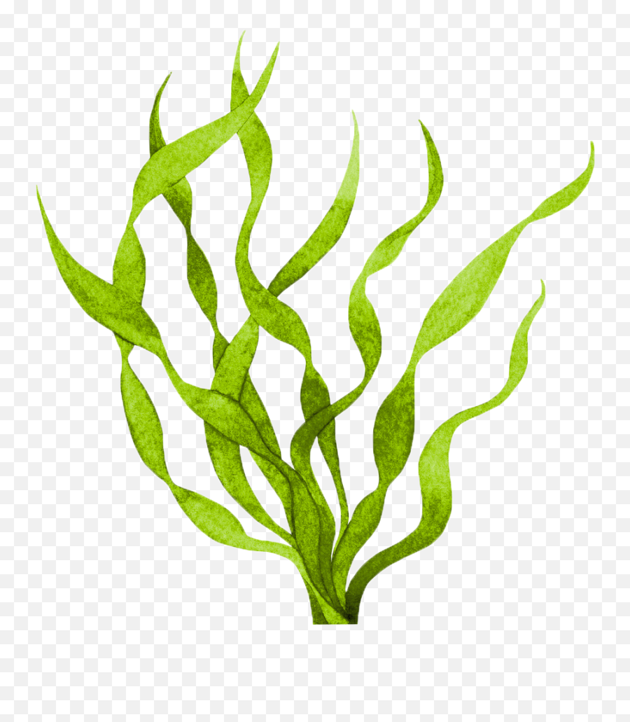 Seaweed Clipart - Decorative Emoji,Seaweed Clipart