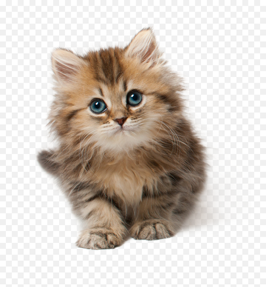 Funny And Cute Cats Clipart Images Galle 968056 - Png Kitten Png Emoji,Cats Clipart