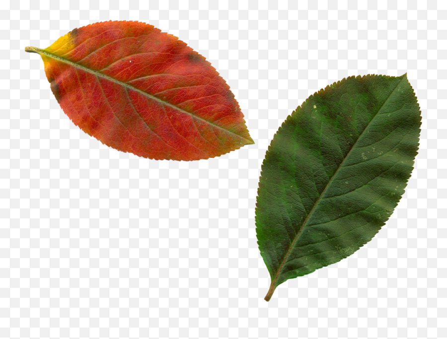 Nature Trees Leaves Autumn Leaves - Clipart Feuille D Automne Emoji,Autumn Leaves Clipart