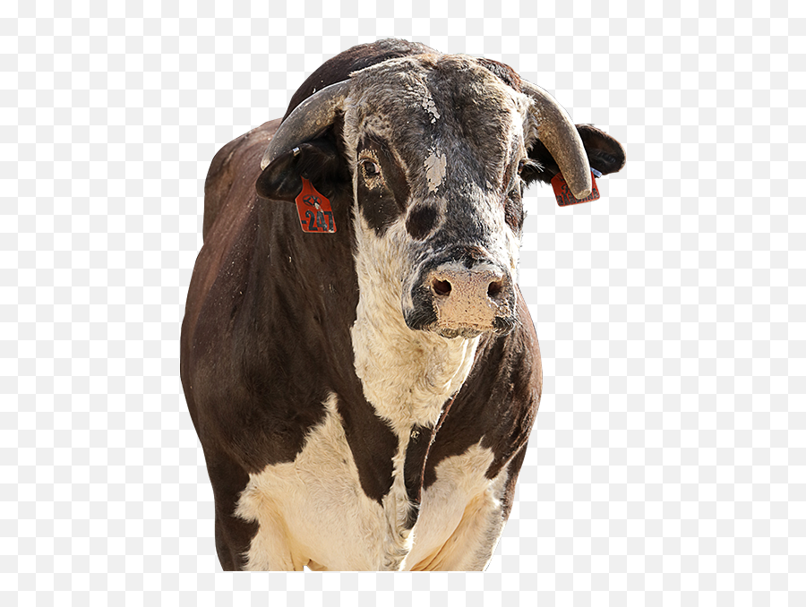 Pbr Bull - Cow Emoji,Red Bandana Png