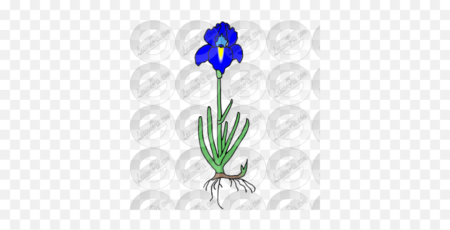 Iris Picture For Classroom Therapy Use - Great Iris Clipart Vertical Emoji,Roots Clipart