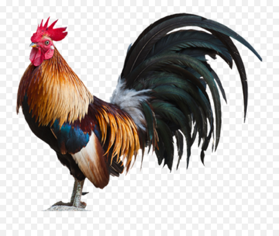 Rooster Dreams Meaning - Rooster To Feather Duster Emoji,Rooster Png