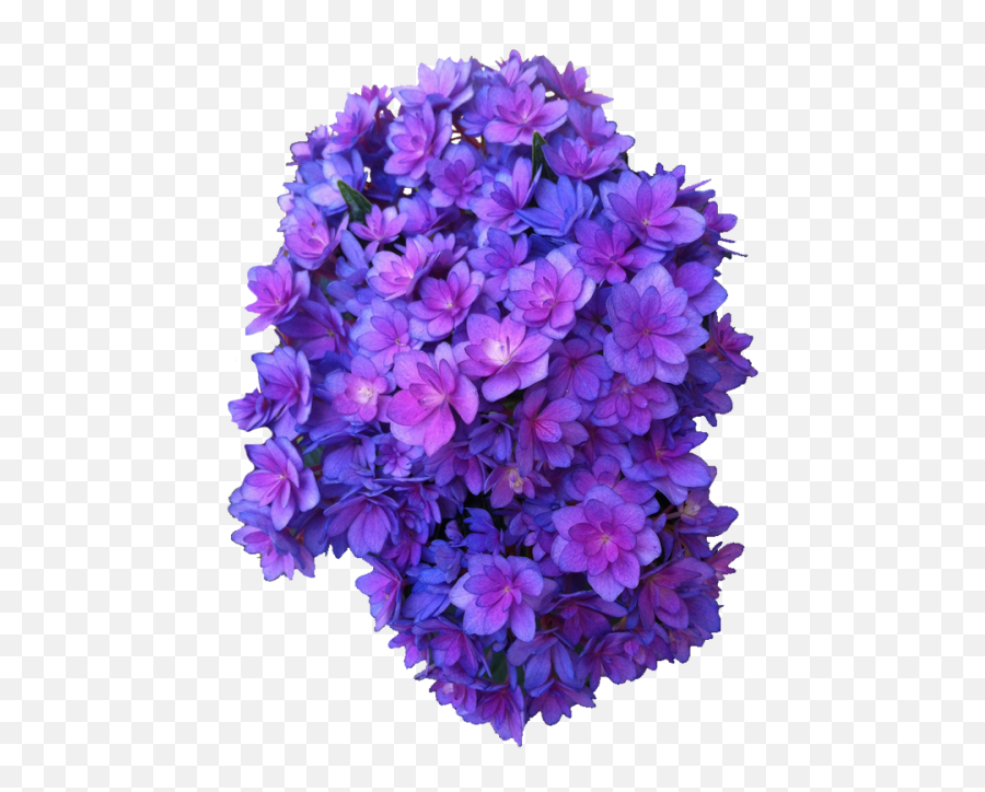 Flowers Png Tumblr - Free Icons Png Purple Flower Free Pictures Of Foowers Emoji,Flower Transparent