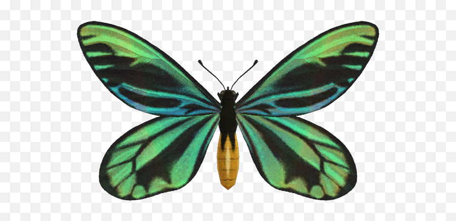 Queen Alexandrau0027s Birdwing - Animal Crossing Wiki Nookipedia Emoji,Butterfly Flying Png