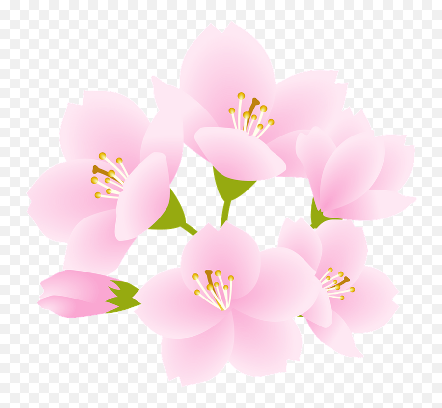 Cherry Blossoms Clipart Free Download Transparent Png Emoji,Cherry Blossom Tree Clipart