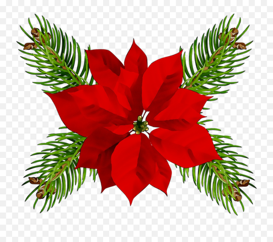 Poinsettia Christmas Day Christmas - Transparent Background Christmas Clipart Emoji,Christmas Eve Clipart