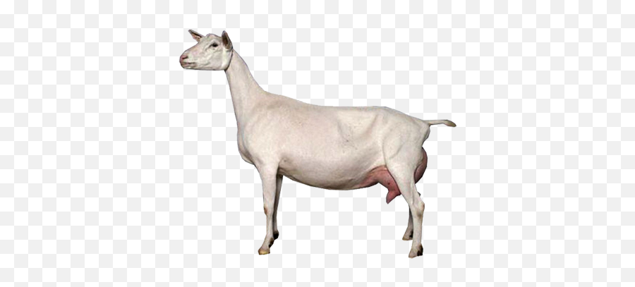 Dairy Goats All About Goats - Capre Saanen Emoji,Goat Png