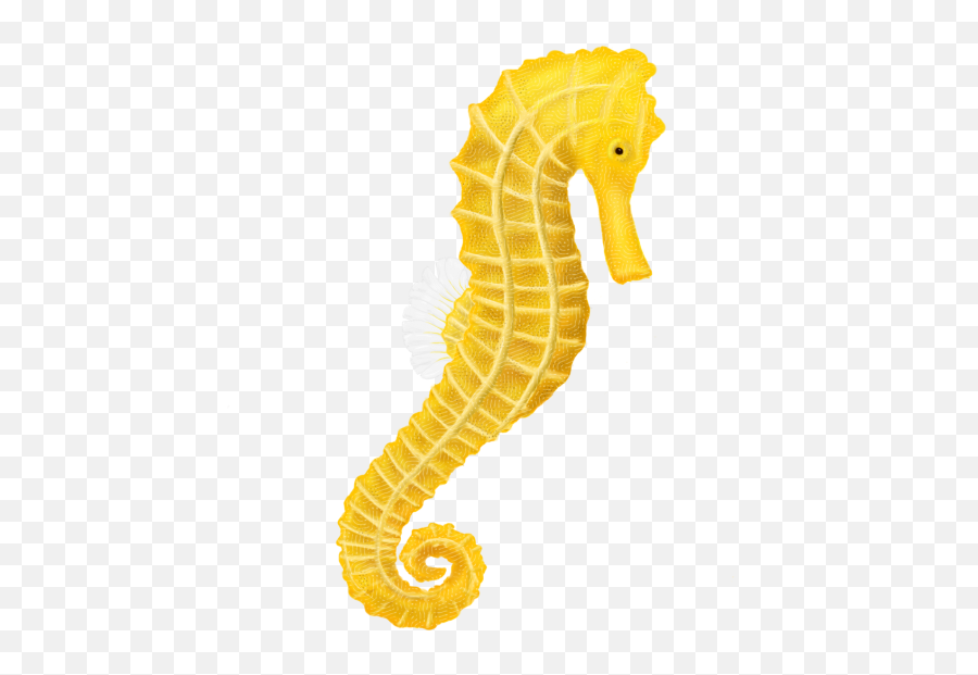 Yellow Fishing Transparent Background - Sea Horse Png Emoji,Fish Transparent Background