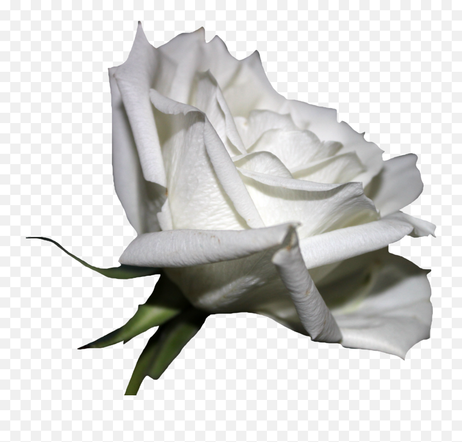 Download White Rose Clipart Png Format - Full Size Png Image Grey Rose White Background Emoji,White Rose Png