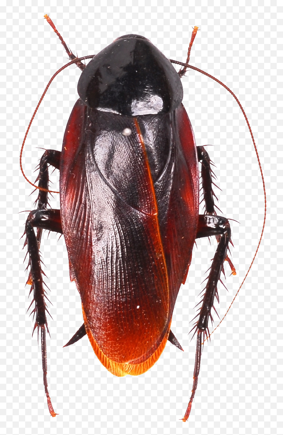 Roach Png - Smoky Brown Cockroach Emoji,Cockroach Png