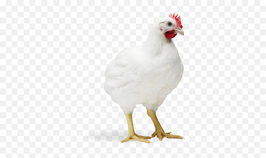 South Carolina Poultry Federation - Comb Emoji,Chicken Transparent