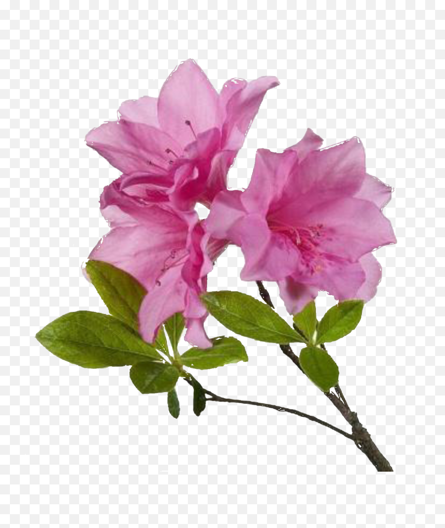 Pink Flowers Png - Transparent Azalea Flower Png Emoji,Pink Flowers Png