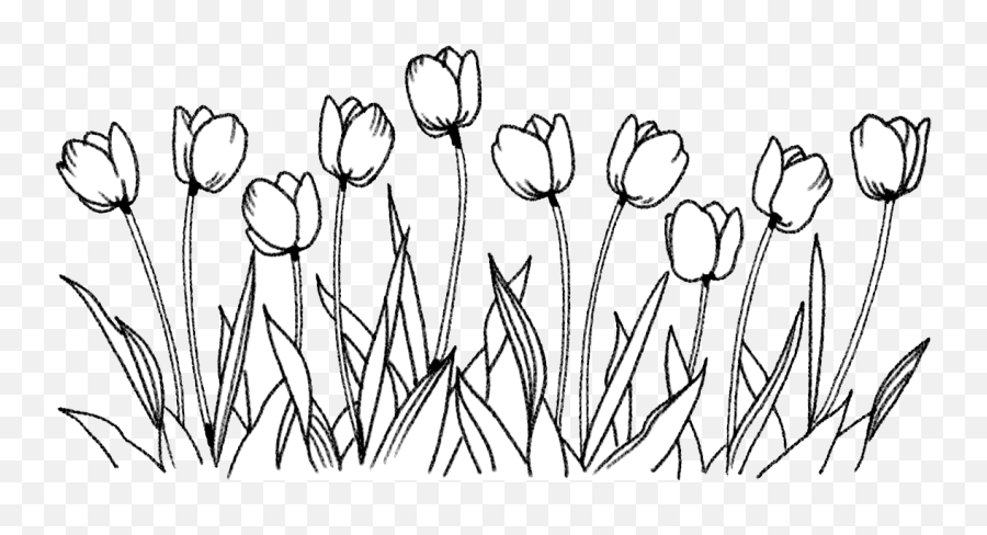 Download Flower Tulip Coloring Book - Flowers Drawing Png Emoji,Drawing Png