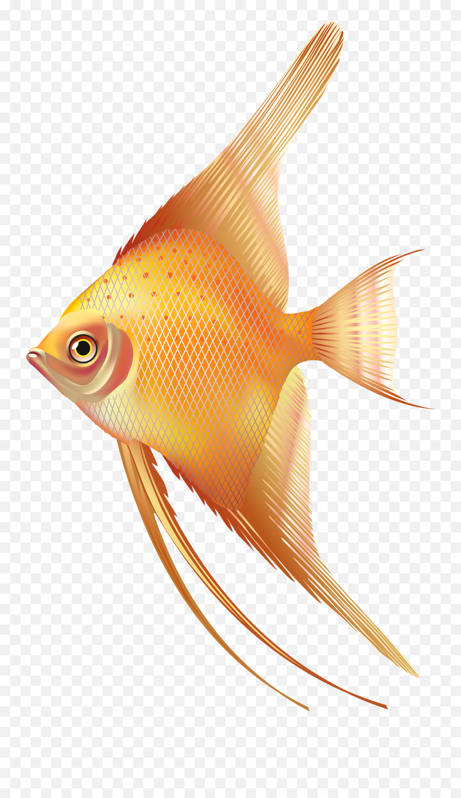 Nice Exotic Fish Png Best Web - Freshwater Fish Png Clipart Transparent Angel Fish Png Emoji,Fish Fry Clipart