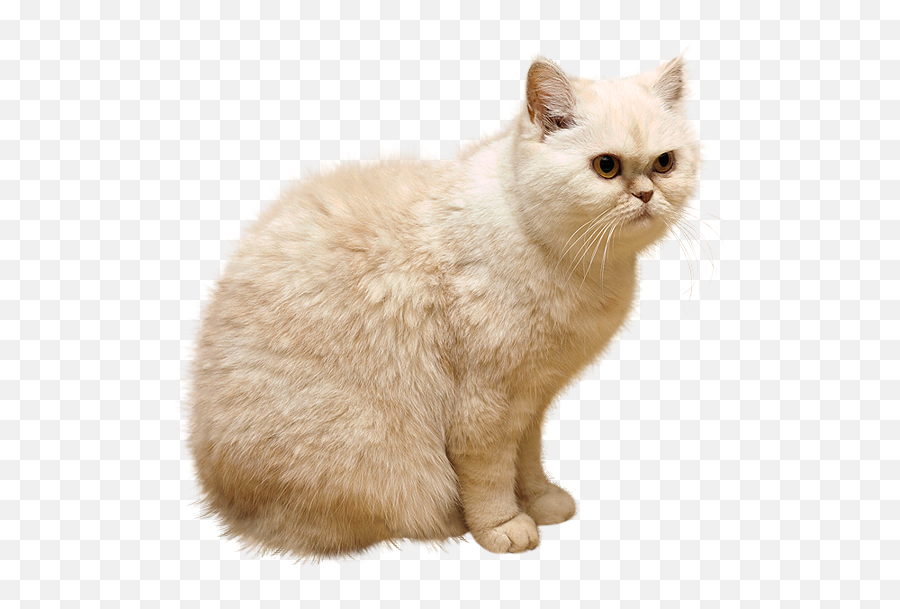 180 Cats Png Images Are Free To Download - 3d Cat Png Emoji,Cats Png