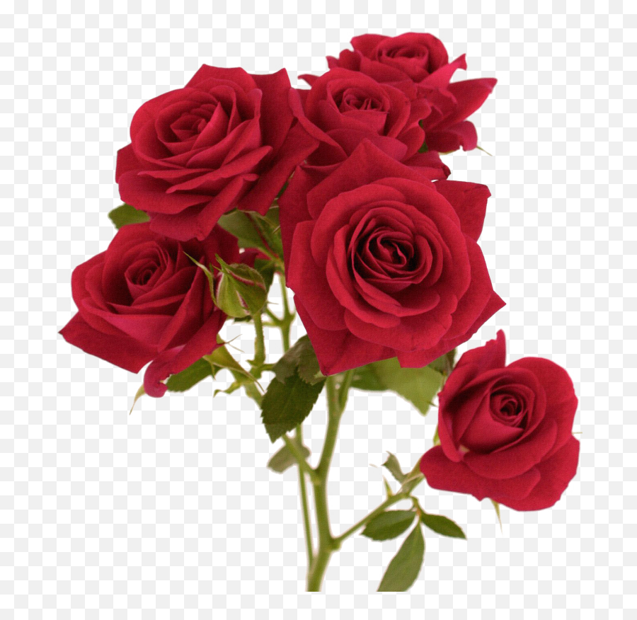 Red Flower Color - Transparent Transparent Background Rose Png Emoji,Red Flower Png