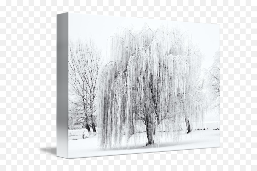 Winter Willow By Mike Dawson - Winter Willow Tree Emoji,Winter Png