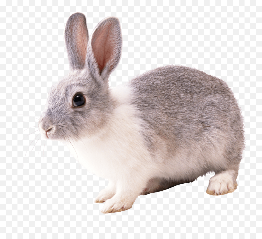 Gray And White Rabbit Png Image - Bunny Png Emoji,White Rabbit Png