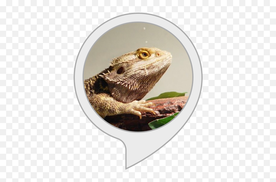 Alexa - Central Bearded Dragon Emoji,Bearded Dragon Png